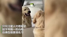 戏精汪星人龇牙咧嘴，竟会自己对着镜子做鬼脸，铲屎官都笑翻了