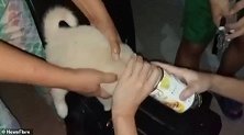 菲律宾一只狗的头被空罐头卡住 主人揭开罐头盖子相救