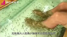 女孩在国外鱼疗，导致鱼儿全翻白眼还赔了5万，真相让人哭笑不得