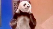 看熊猫表演，一分一毫都来之不易，现在已经不多见了！