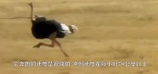 世界短跑冠军与鸵鸟赛跑，结果被开挂的鸵鸟完爆镜头记录全过程