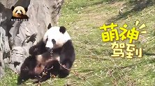 活泼好动的熊猫贝贝打滚亮相，故意把树枝压弯，不愧是熊孩子