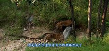 老虎之间的死斗，雄虎惨被虎王咬断脖子镜头拍下全过程