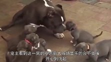 狗妈妈一不小心生了一窝“肌肉男”，主人乐得合不拢嘴：发财了
