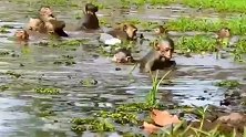夏日炎炎，池塘里最招惹动物们的喜爱！