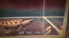 鳄龟是咬合力有多强，男子作死以身试法