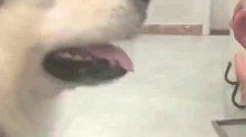 两百多斤的阿拉斯加犬，被主人宠的像个孩子！