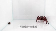 小龙虾 vs 水蛭，究竟鹿死谁手？实验告诉你答案！