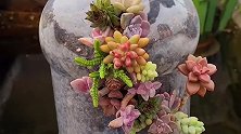 多肉植物还可以这么玩，玩出新意，玩出新花样