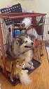 问:鸡鸭同笼总共46只,一共72条腿,那么问题来了，猫狗同笼有多少毛？