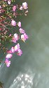 落花有意随流水，流水无意恋落花。