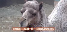 动物园发现一只“无头”的骆驼，当它一转身，不带这样骗人的
