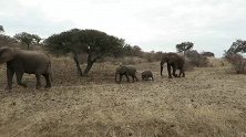 象群在旱季的艰苦迁徙：辛苦赶到河边，却只有干涸的河床