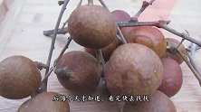 桂圆壳还是个宝，每次多做这一步，省钱又厉害，看完快告诉家人