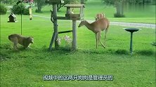 两只狗狗误闯鹿群，从气势上吓唬小鹿，奈何被小鹿的举动给吓坏了