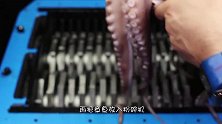 章鱼撞上液压机，小哥刚启动机器，感觉场面一度失去控制！