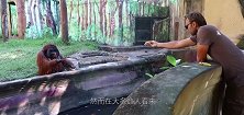 为什么黑猩猩抓住小猴子后，要先从大脑吃起