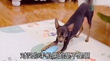 主人私自把鹿犬钱放抽屉里，狗狗一脸不高兴向大家告状，好逗