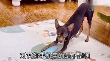 主人私自把鹿犬钱放抽屉里，狗狗一脸不高兴向大家告状，好逗