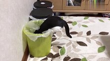 自从新买了一个垃圾桶，家里的猫咪就控制不住了，真是太可爱了