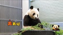 和轮胎融为一体的熊猫旦旦吃完竹叶吃手手，超乖超可爱，太治愈了