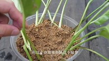 繁殖绿萝最好的办法，二十天就冒出大白根！