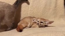 当大脸盘子猫咪遇上小狐狸，狐狸战斗力瞬间被秒杀