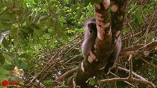 小猴子被猎豹咬死，猴妈妈却一直不愿相信，见者无不动容