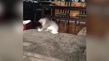 小猫咪太调皮了，上蹿下跳的，每一幕都很搞笑！