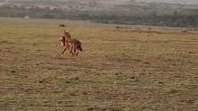 鬣狗逮到一只羚羊幼崽，迅速逃离是非之地