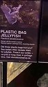 不远万里去纽约海洋馆看水母，结果你就展览这个，军体拳了解一下