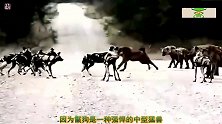 30只野狗对战12只鬣狗，鬣狗伤亡很是惨重！镜头拍下全过程