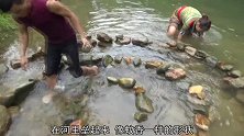 一男女在浅水河中，布置石头阵抓鱼，还美美的饱餐了一顿