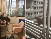 新加坡：猴子趁学生睡着闯入大学宿舍，偷食物和包裹