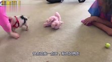 小香猪扒着萌娃的大腿不肯撒开，猪：给我点吃呀，我也好想吃的