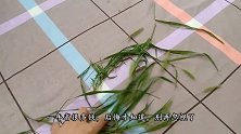 活了30年才知道，狗尾巴草放水里煮一煮，一年省很多钱