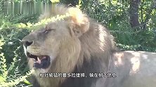 曼多拉雄狮：殴打不听话的母狮，维护狮王尊严，霸道异常