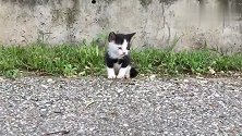 偶遇一只小猫，刚出生没多久就流浪，看得人心酸啊
