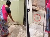 印度：一妇女语气温柔和眼镜蛇“商量”离开她家 网友：像哄孩子