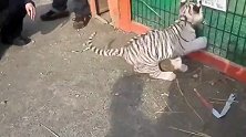 溜狗我见多了,但是溜老虎还是第一次见