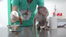 猴子艾米在医护人员的精心照料中，逐渐好转