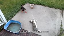 鸭子招惹睡觉的猫咪，喵敢吃老娘的豆腐，你死定了！