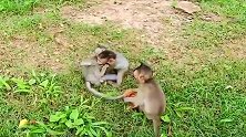 三只小猴子打一只，从小就懂得欺负哦