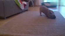 一只地毯上自嗨的狗狗，这动作可以说是相当熟练了