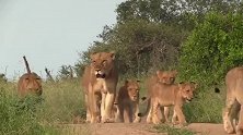 超级狮群转移阵地，狮王兄弟负责在后面压阵
