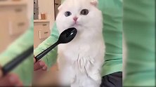 主人把勺子伸向猫咪，猫咪不停地用舌头舔着，真是好玩！