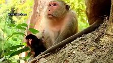 猴子宝宝儒慕地看着猴妈妈，学得它是无所不能的