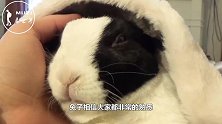 为什么给兔子喝水，它就会断肠而亡呢？看完才知其中奥妙！