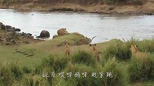 鬣狗迷迷糊糊闯入狮子领地，5头狮子悄悄埋伏，下一秒笑喷了