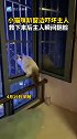 小猫咪趴窗边看风景吓坏铲屎官，抱下来后铲屎官瞬间翻脸。猫咪：铲屎的太小看我了！